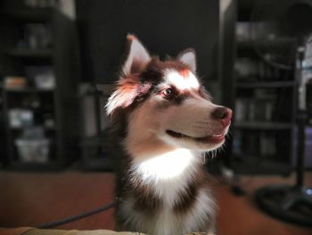 Close-up of dog looking away at home