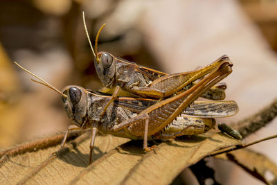 Close-up of insect on leaf