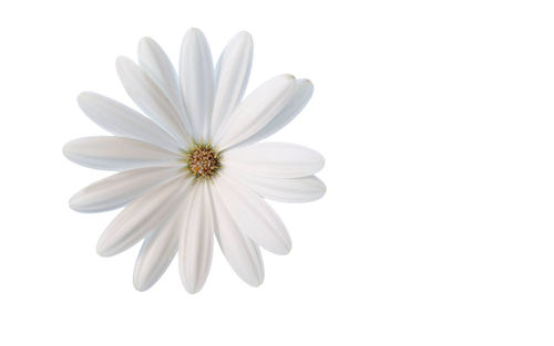 Close-up of flowers over white background