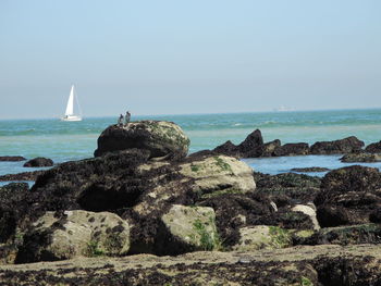 Sea birds and sailboat