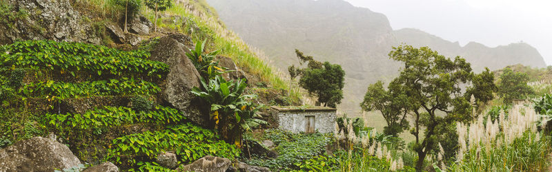 Plants growing on land against mountain