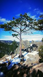 Scenic view of trees against blue sky