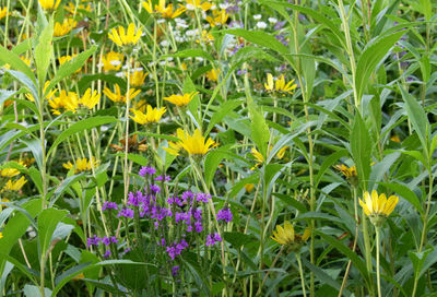 Close-up of purple flowers