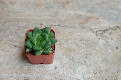 High angle view of potted plant on table
