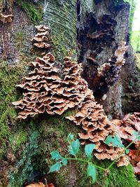 Close-up of mushrooms growing on tree trunk