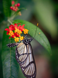 Close-up of butterfly pollinating on flower