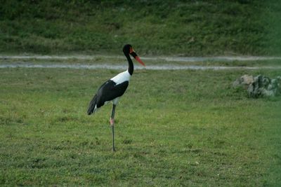 Side view of a bird on field