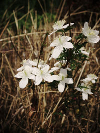 Close-up of white flowers