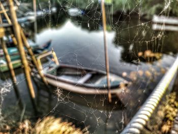 Close-up of spider on web