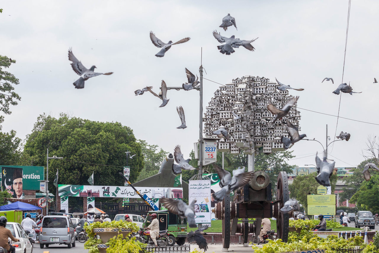 FLOCK OF BIRDS FLYING OVER CITY