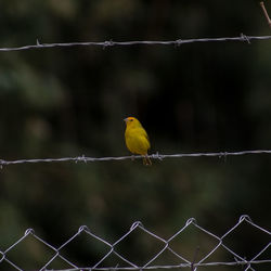 Close-up of bird perching on barbed wire