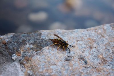 Close-up of insect