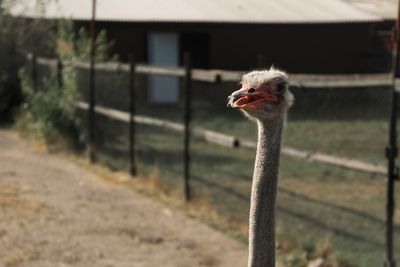 Close-up of bird against blurred background