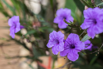 Close-up of purple flowering plant