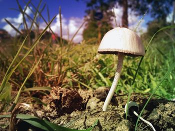 Close-up of plant growing on field