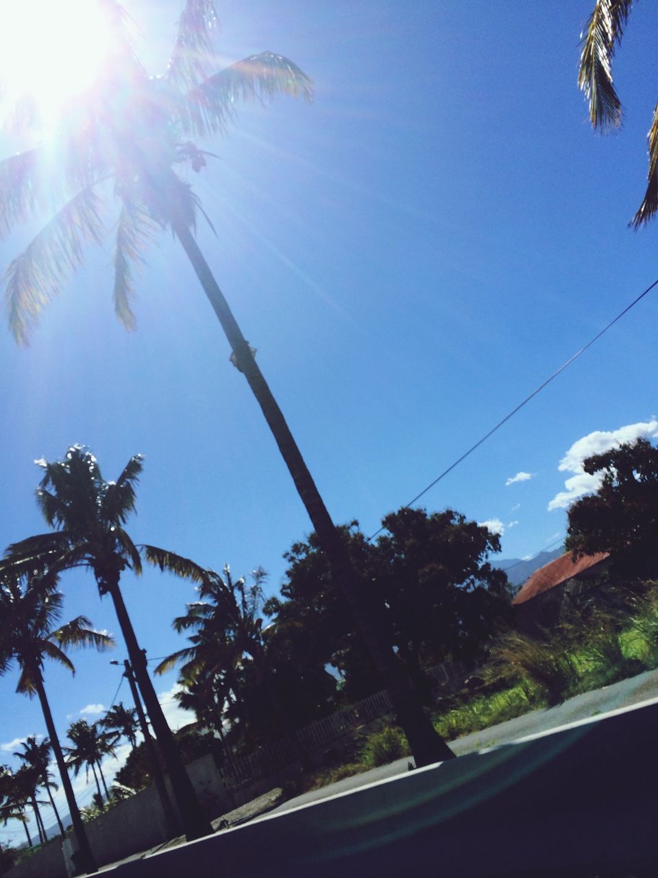 tree, low angle view, palm tree, sunlight, clear sky, sun, sunbeam, blue, sky, growth, silhouette, lens flare, power line, nature, sunny, road, outdoors, day, transportation, no people