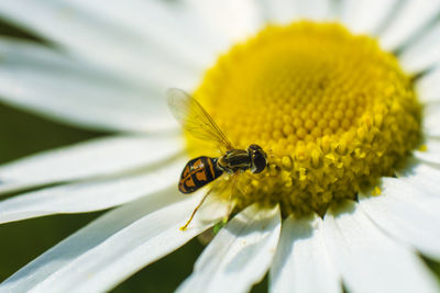 Close-up of bee on yellow flower