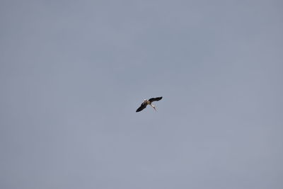 Low angle view of bird flying in sky