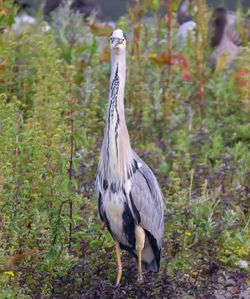 Bird perching on a field