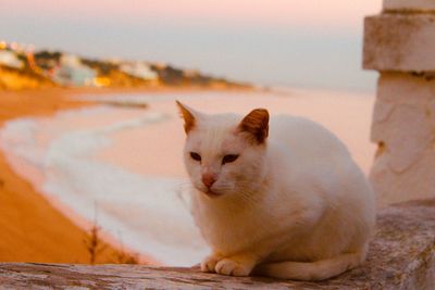 Portrait of a cat