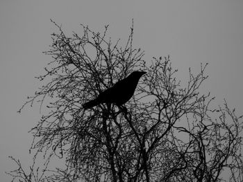 Low angle view of silhouette bird perching on branch against sky