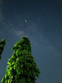 Low angle view of trees against sky at night