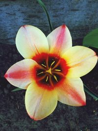 Close-up of hibiscus blooming outdoors