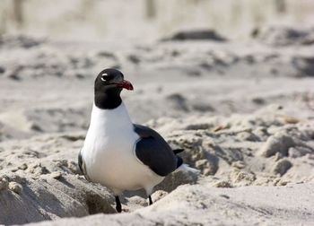 Gull at sandy beach