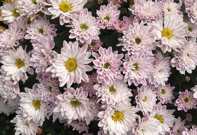 High angle view of flowering plant