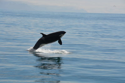 View of a bird in the sea