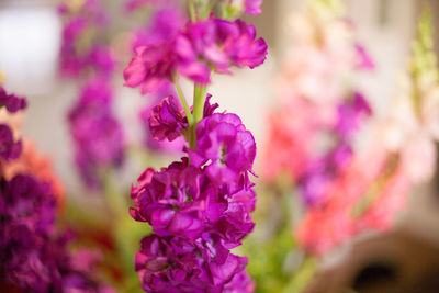 Close-up of purple flowers blooming outdoors