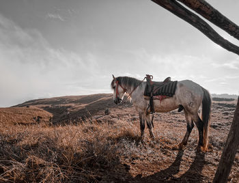 Horse standing on field against sky