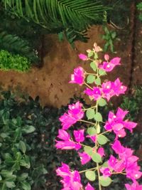 High angle view of pink flowers blooming outdoors