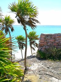 Palm trees by sea against clear sky