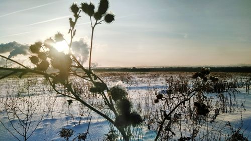 Plants by lake against sky during sunset