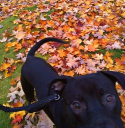 Portrait of black dog