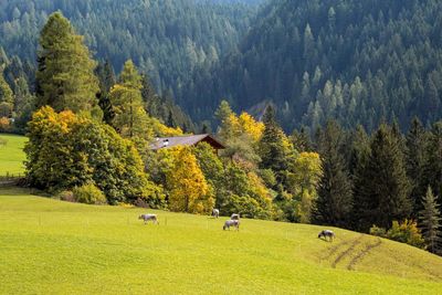 Scenic view of forest in autumn