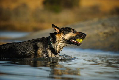 Playful german shepherd with ball in lake