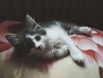 Close-up portrait of cat relaxing on bed at home