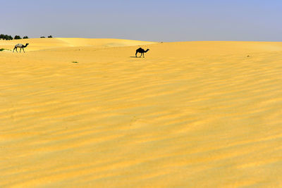 Camels in the desert sand under bright sunny day 