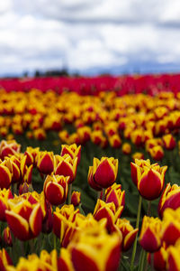 Yellow tulips in field