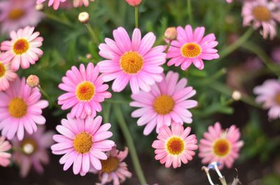 Close-up of pink flowers in park