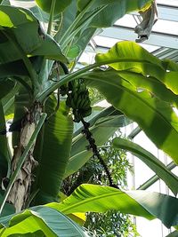 Low angle view of tree leaves