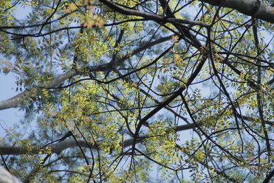 Low angle view of flowering tree against sky