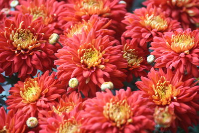 Chrysanthemum has an important position in chinese classical literature