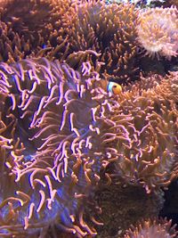 View of coral in sea