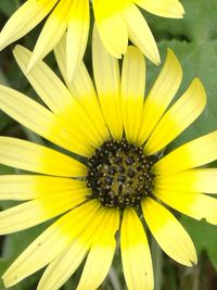 Close-up of yellow flower blooming outdoors