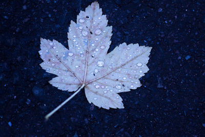 High angle view of water drops on leaf