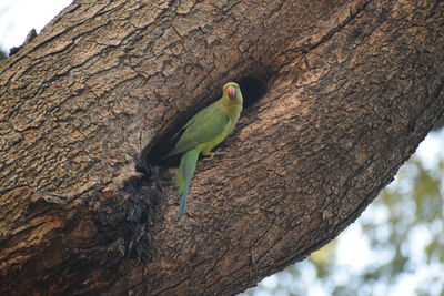 Close-up of bird perching on tree trunk