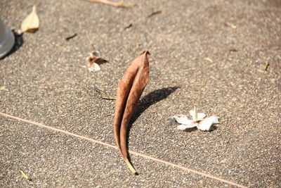 High angle view of dry leaves on street